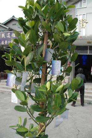 2010.03.21設教百週年歷年安息信徒追思紀念禮拜：生命樹繫上追思卡上向祖先述說滿滿的思念~